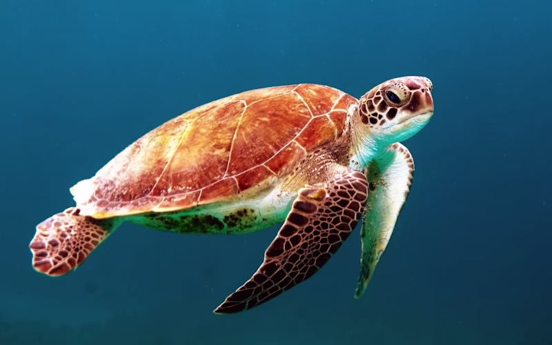 Sea Turtle