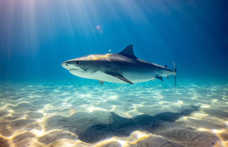 Great White Shark